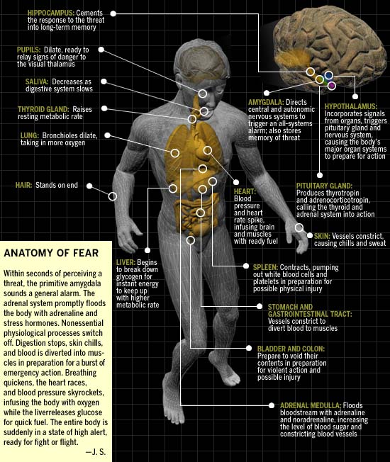 Anatomy of Fear, taken from www.discover.com